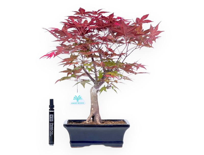 38 cm esdoorn bonsaiboom | Blauw geëmailleerde rechthoekige pot