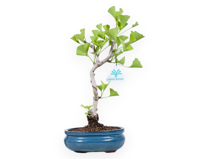 Ginkgo biloba bonsai de 33 cm | Pot ovale turquoise