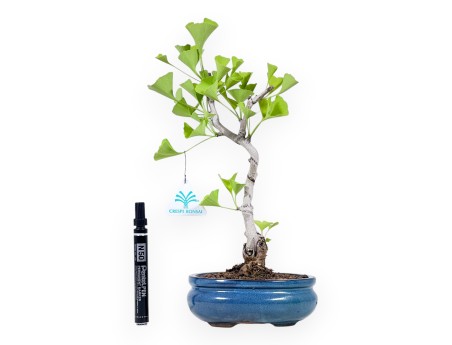 Ginkgo biloba bonsai de 33 cm | Pot ovale turquoise