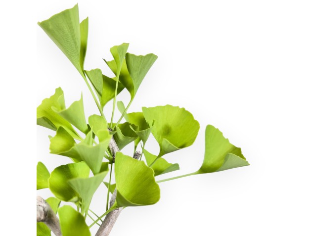 Ginkgo biloba bonsai de 33 cm | Pot ovale turquoise 2