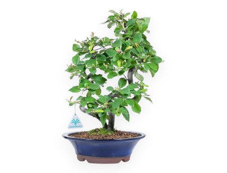 Pseudocydonia bonsai 45 cm | Maceta redonda esmaltada azul