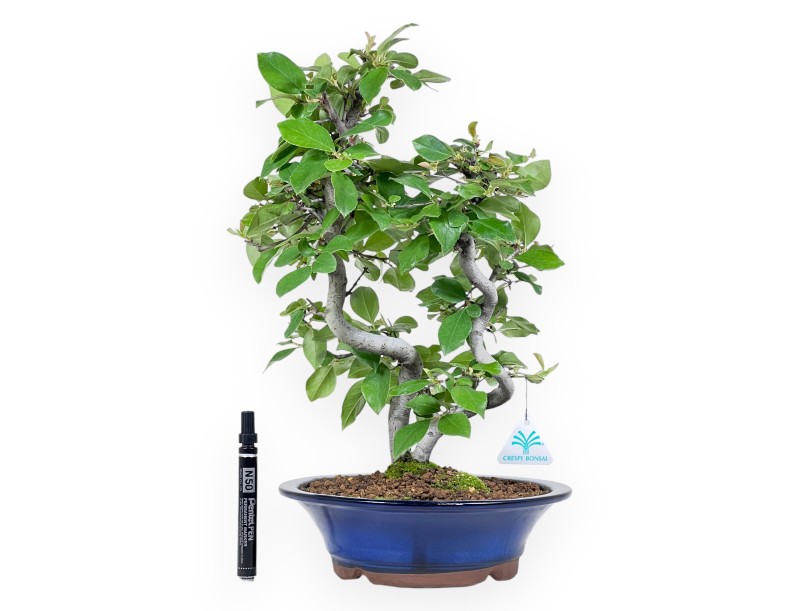 Pseudocydonia Bonsai 45 cm | Blau emaillierter Rundtopf