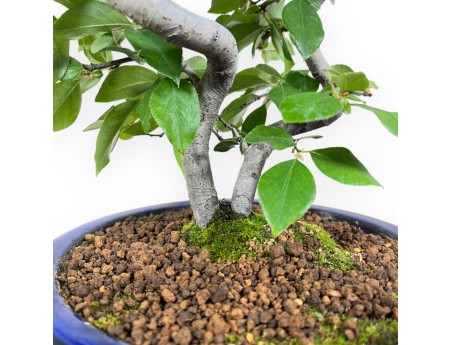 Pseudocydonia bonsai 45 cm | Blauw geëmailleerde ronde pot