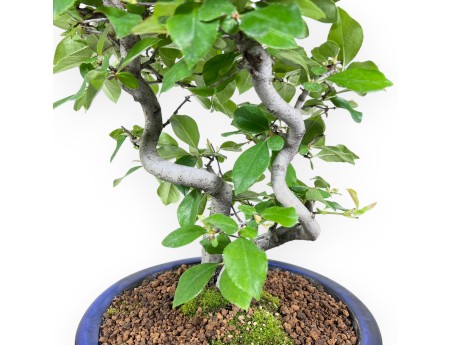 Pseudocydonia bonsai 45 cm | Blue enamelled round pot