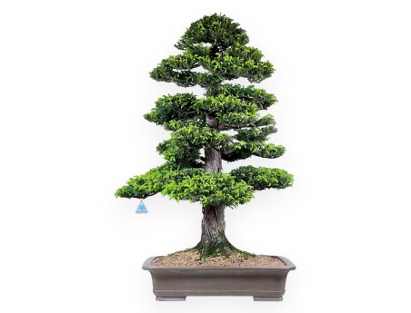 94 cm Cryptomeria Japonica bonsai | Maceta rectangular de gres