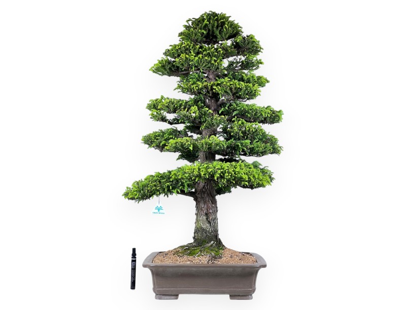 94 cm Cryptomeria Japonica bonsai | Pot rectangulaire en grès