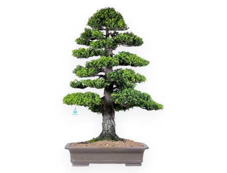 94 cm Cryptomeria Japonica bonsai | Rechthoekige aardewerk pot
