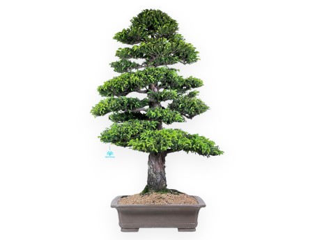94 cm Cryptomeria Japonica bonsai | Pot rectangulaire en grès