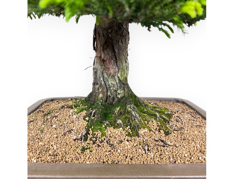 94 cm Cryptomeria Japonica bonsai | Pot rectangulaire en grès