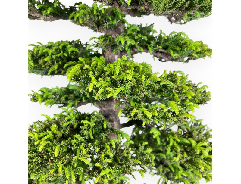 94 cm Cryptomeria Japonica bonsai | Maceta rectangular de gres