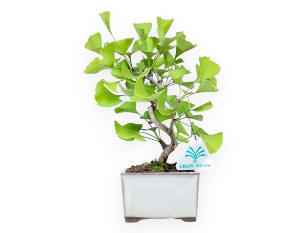 Bonsaï de Ginkgo biloba de 25 cm | Pot carré crème