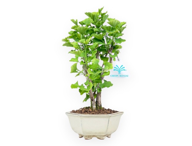 Bonsaï de Ginkgo biloba de 29 cm | Pot hexagonal crème