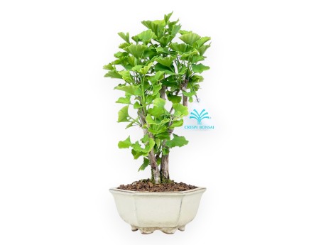Bonsaï de Ginkgo biloba de 29 cm | Pot hexagonal crème