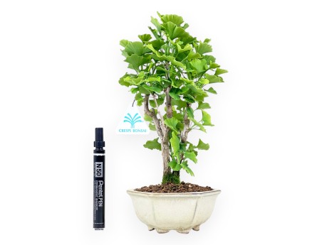 Bonsaï de Ginkgo biloba de 29 cm | Pot hexagonal crème