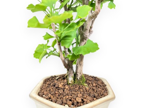 Bonsaï de Ginkgo biloba de 29 cm | Pot hexagonal crème