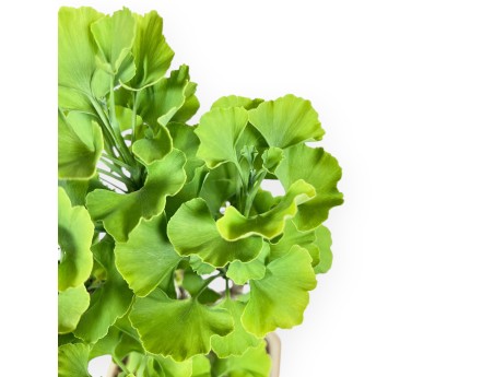 Bonsaï de Ginkgo biloba de 29 cm | Pot hexagonal crème