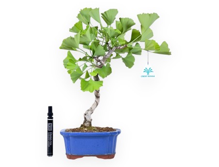 Bonsaï de Ginkgo biloba de 39 cm | Pot rectangulaire bleu