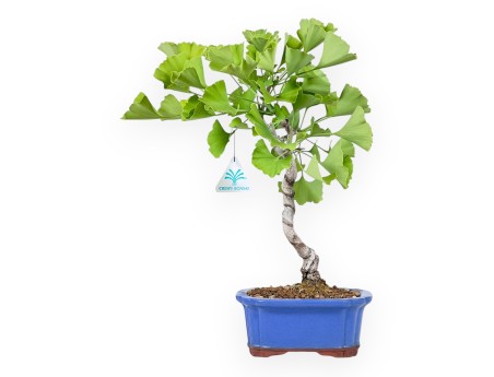 Bonsaï de Ginkgo biloba de 39 cm | Pot rectangulaire bleu