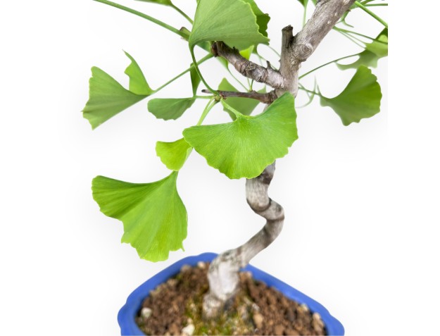 Bonsaï de Ginkgo biloba de 39 cm | Pot rectangulaire bleu 2