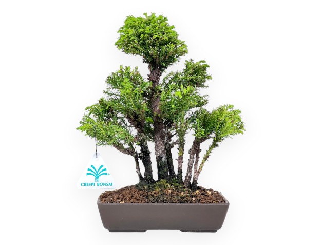 Bonsaï de cèdre de 26 cm | Pot rectangulaire en grès