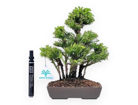 Bonsai van Ceder van 26 cm | Rechthoekige ongeglazuurde pot