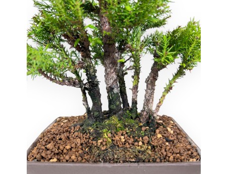 Bonsái de Cedro de 26 cm | Maceta rectangular de gres