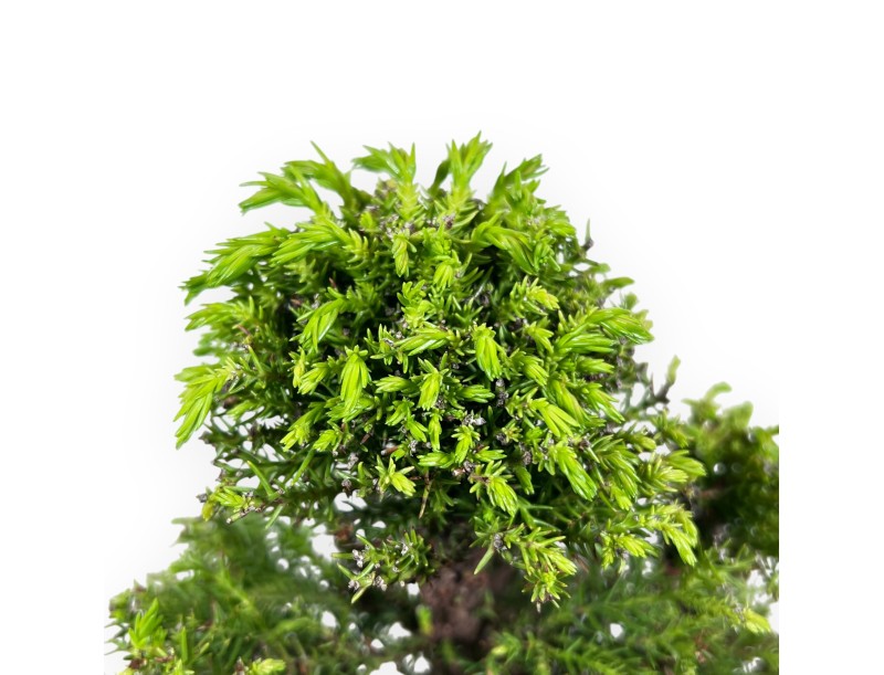 Bonsai van Ceder van 26 cm | Rechthoekige ongeglazuurde pot