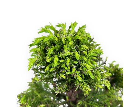 Bonsai di Cedro da 26 cm | Vaso rettangolare in grès