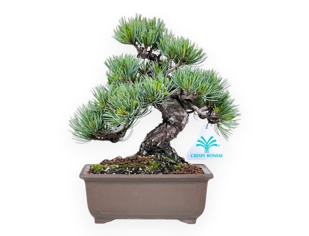 Bonsai von Pinus Pentaphylla 25 cm| Rechteckig Steingut Topf