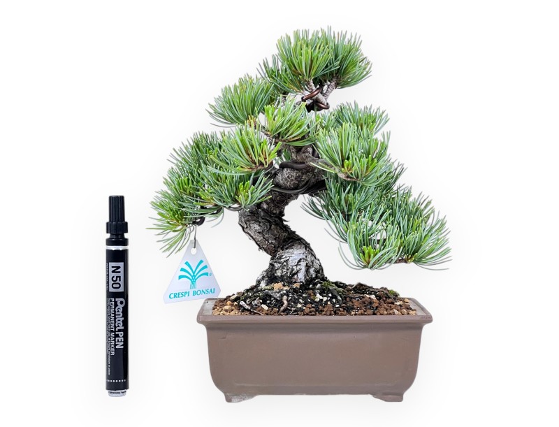 Bonsái de Pinus Pentaphylla 25 cm|Maceta rectangular de gres