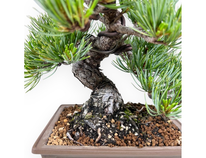 Bonsai of Pinus Pentaphylla of 25 cm | Rectangular stoneware pot
