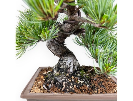 Bonsái de Pinus Pentaphylla 25 cm|Maceta rectangular de gres