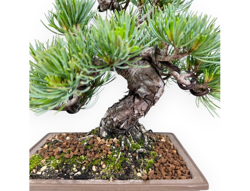 Bonsai di Pinus Pentaphylla 25 cm| Vaso rettangolare in grès