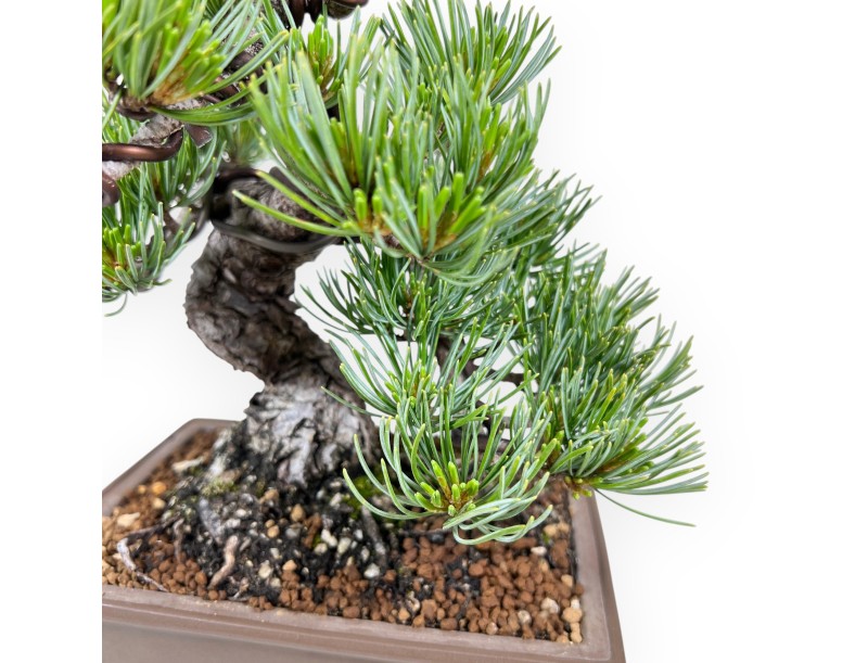 Bonsaï de Pinus Pentaphylla 25 cm| Pot rectangulaire en grès