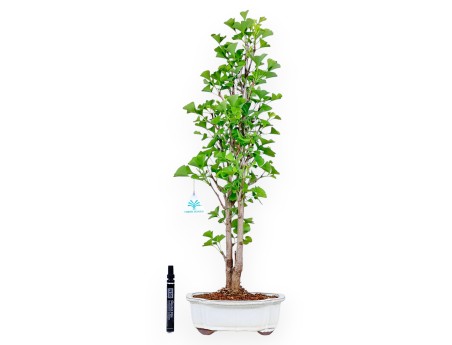 Bonsaï de Ginkgo biloba de 65 cm | Pot à nuage crème