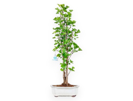 Bonsaï de Ginkgo biloba de 65 cm | Pot à nuage crème