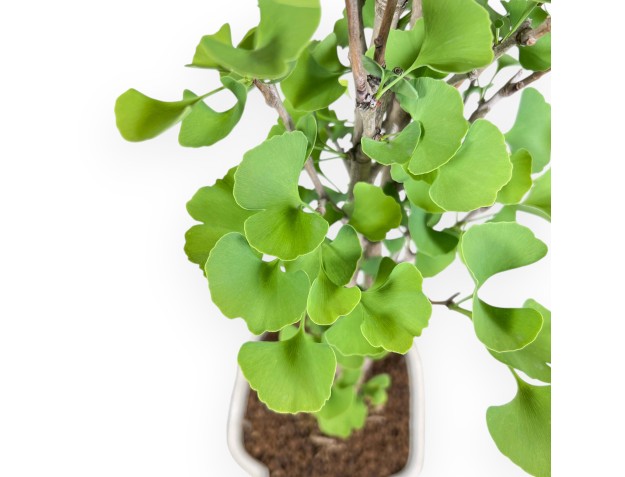 Bonsaï de Ginkgo biloba de 65 cm | Pot à nuage crème 2