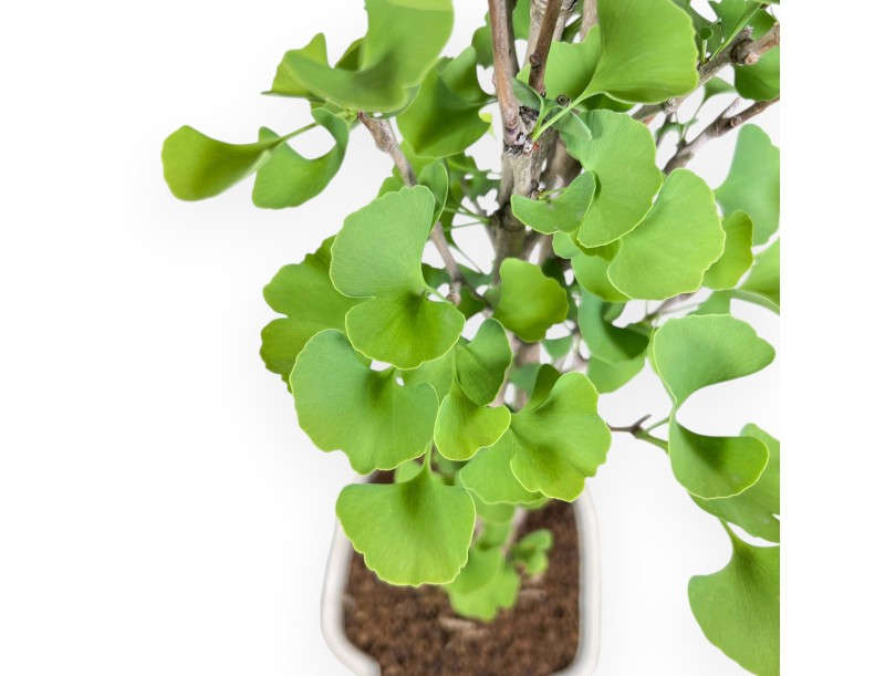 Bonsaï de Ginkgo biloba de 65 cm | Pot à nuage crème
