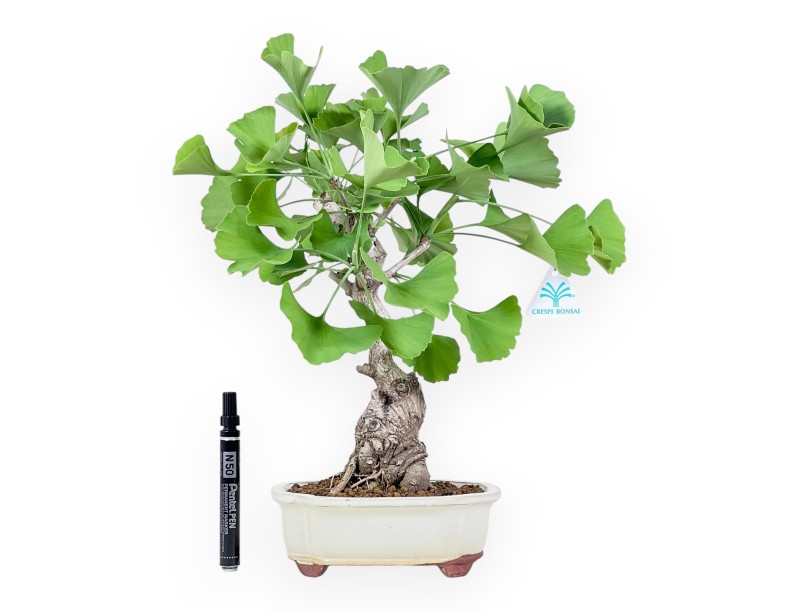 Bonsaï de Ginkgo biloba de 40 cm | Pot à nuage crème