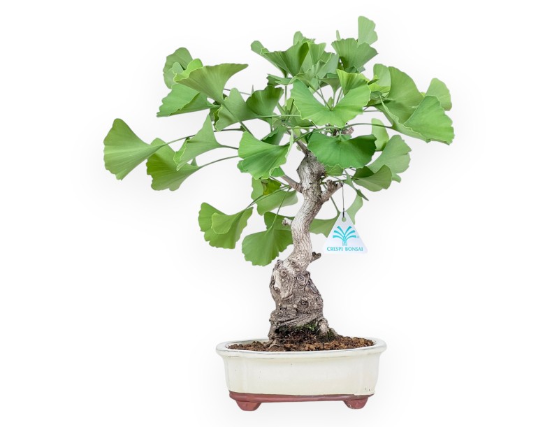 Bonsaï de Ginkgo biloba de 40 cm | Pot à nuage crème