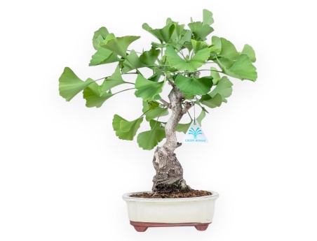 Bonsaï de Ginkgo biloba de 40 cm | Pot à nuage crème