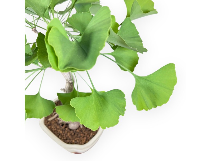 Bonsaï de Ginkgo biloba de 40 cm | Pot à nuage crème