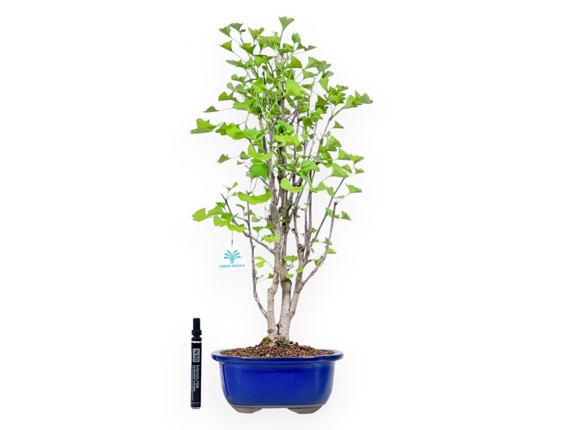 Bonsaï de Ginkgo biloba de 57 cm | Pot à nuage bleu