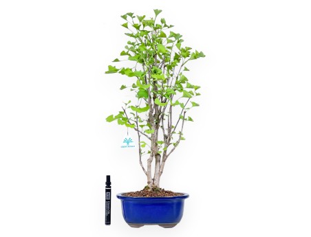 Bonsaï de Ginkgo biloba de 57 cm | Pot à nuage bleu