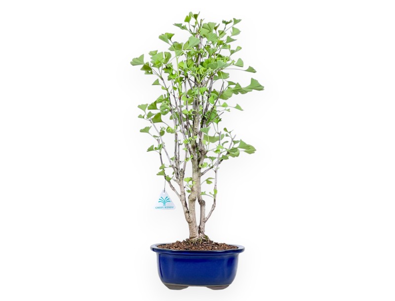 Bonsaï de Ginkgo biloba de 57 cm | Pot à nuage bleu