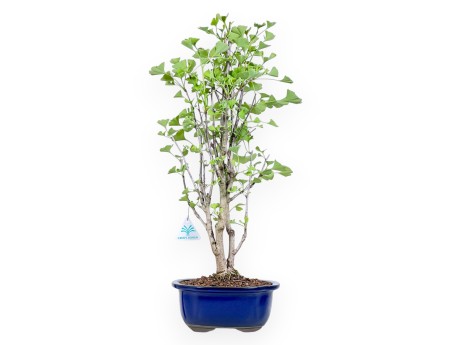 Bonsaï de Ginkgo biloba de 57 cm | Pot à nuage bleu