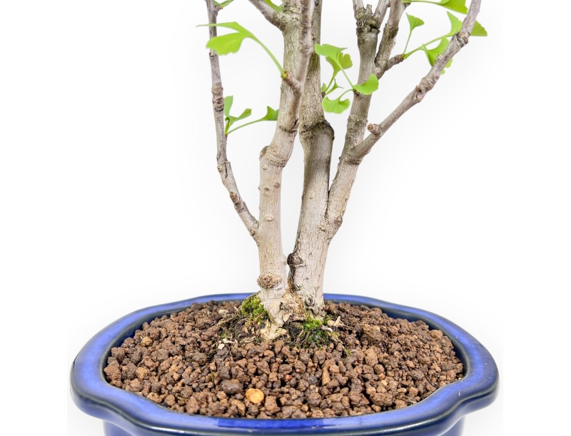 Bonsaï de Ginkgo biloba de 57 cm | Pot à nuage bleu