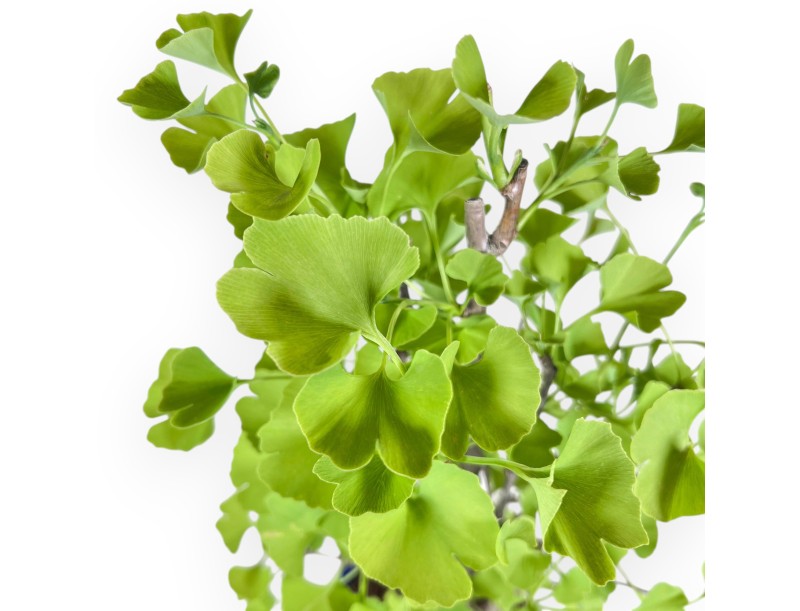 Bonsaï de Ginkgo biloba de 57 cm | Pot à nuage bleu