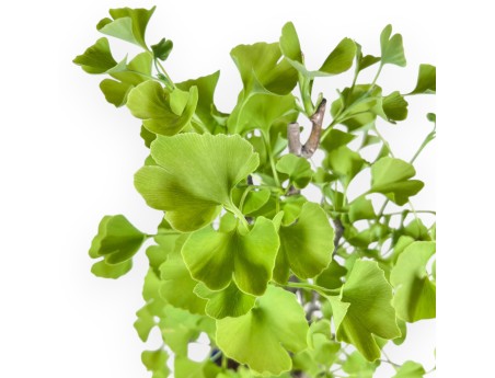 Bonsaï de Ginkgo biloba de 57 cm | Pot à nuage bleu