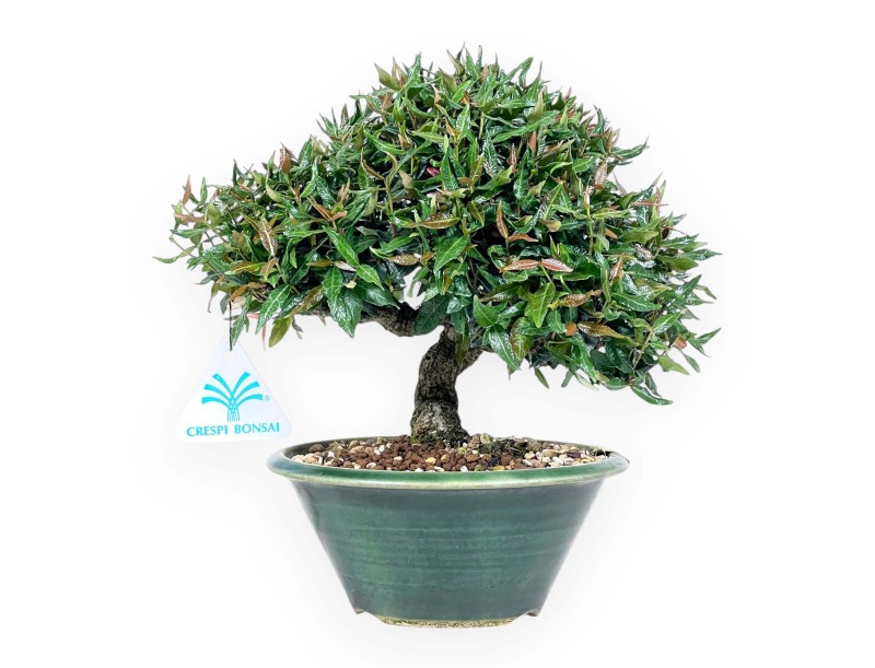 Bonsai von Trachelospermum von 23 cm | Rund grün Topf